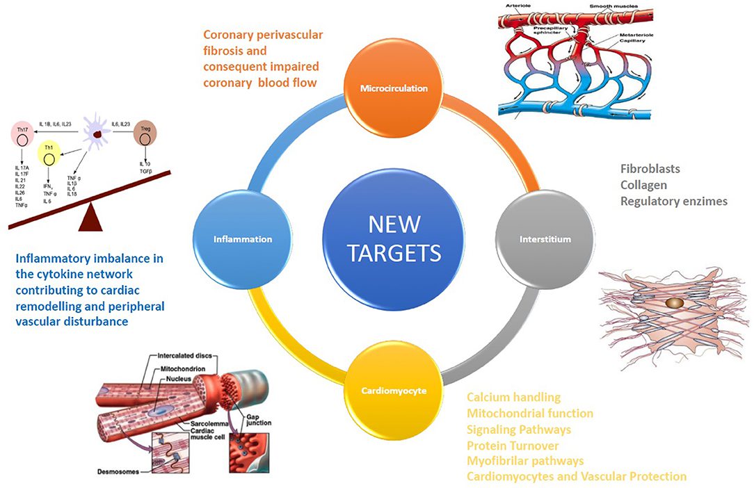 New Targets In Heart Failure Drug Therapy Serene